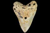 Bargain, Fossil Megalodon Tooth - North Carolina #109727-1